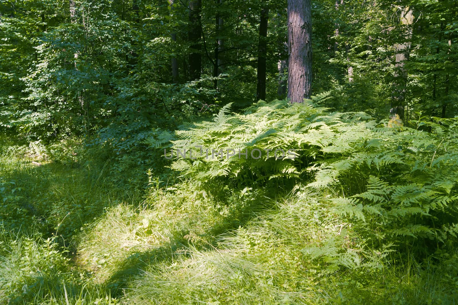 Sunny forest, grass and fern, trees and bushes