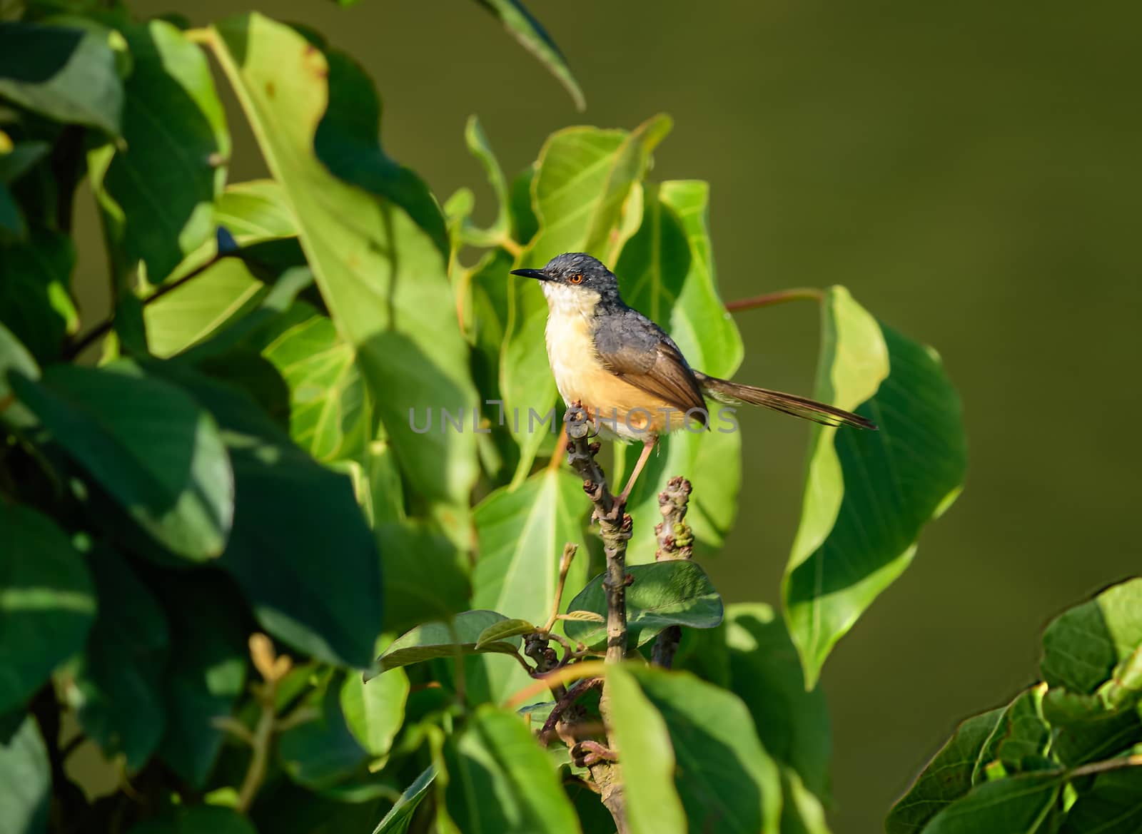 Small bird , Ashy Prinia, Prinia socialis, perched on a small branch, copy space
