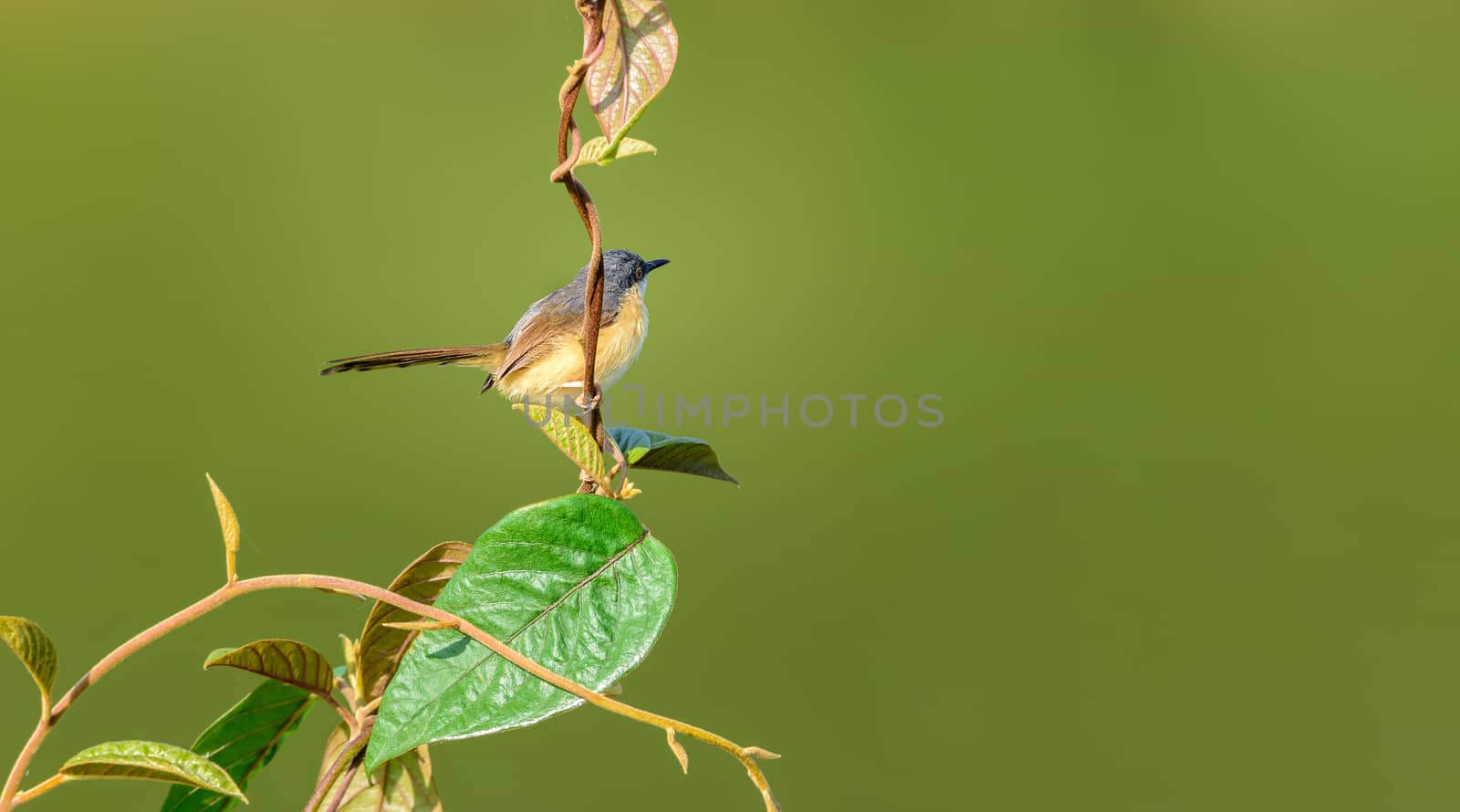 Small bird , Ashy Prinia, Prinia socialis, perched on a small branch, copy space
