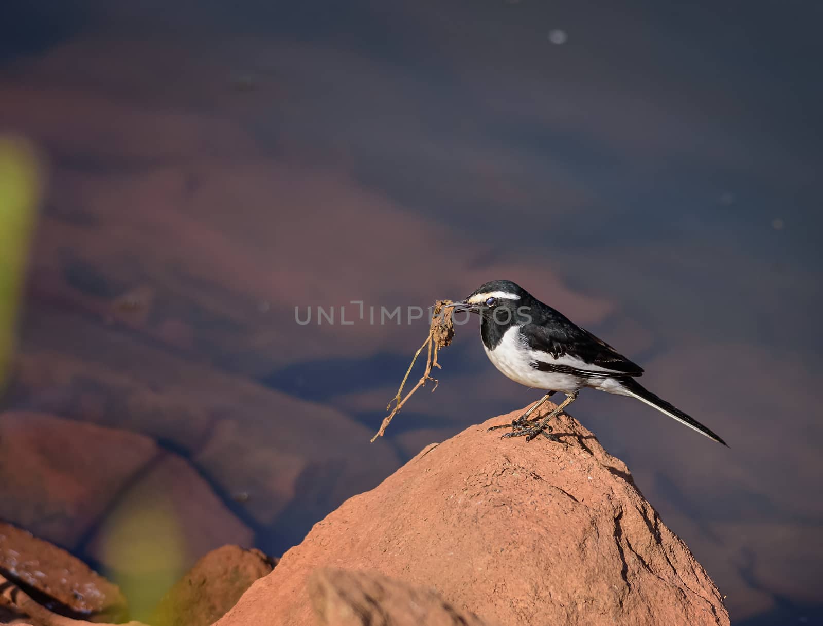 Small bird, White-browed Wagtail, Motacilla maderaspatensis, perched with food, copy space