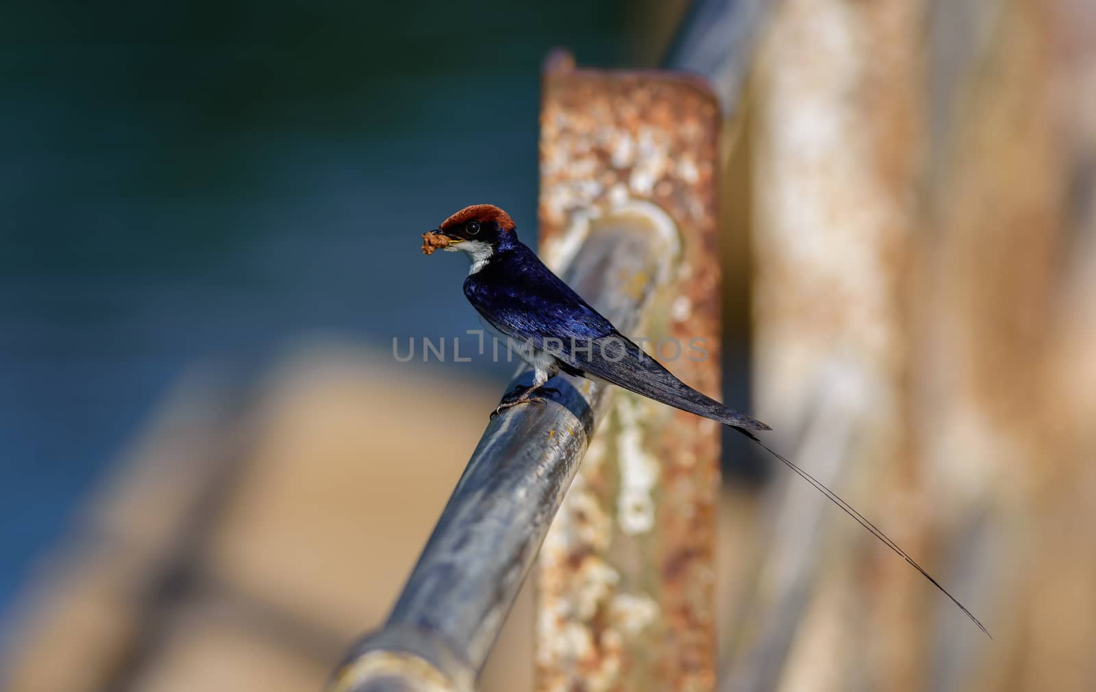 Small bird, Wire-tailed Swallow, Hirundo smithii, perched, copy space