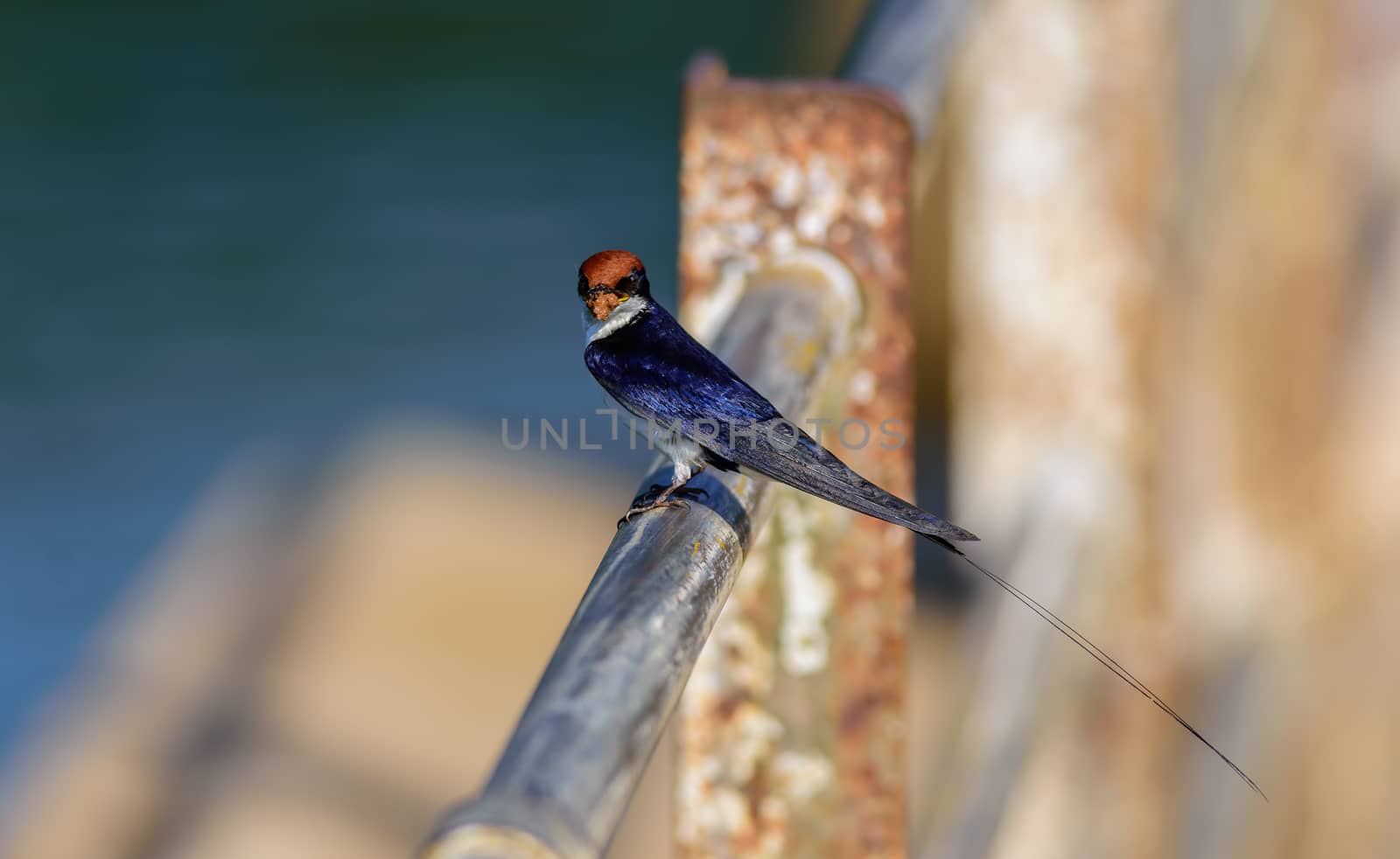 Small bird, Wire-tailed Swallow, Hirundo smithii, perched, copy space