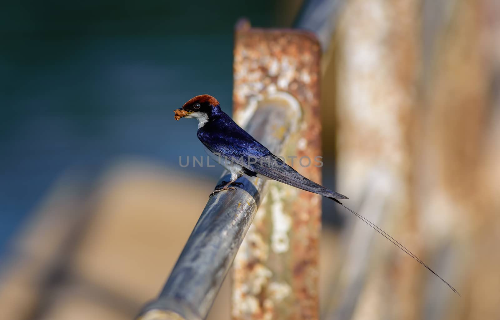 Small bird, Wire-tailed Swallow, Hirundo smithii, perched, copy space