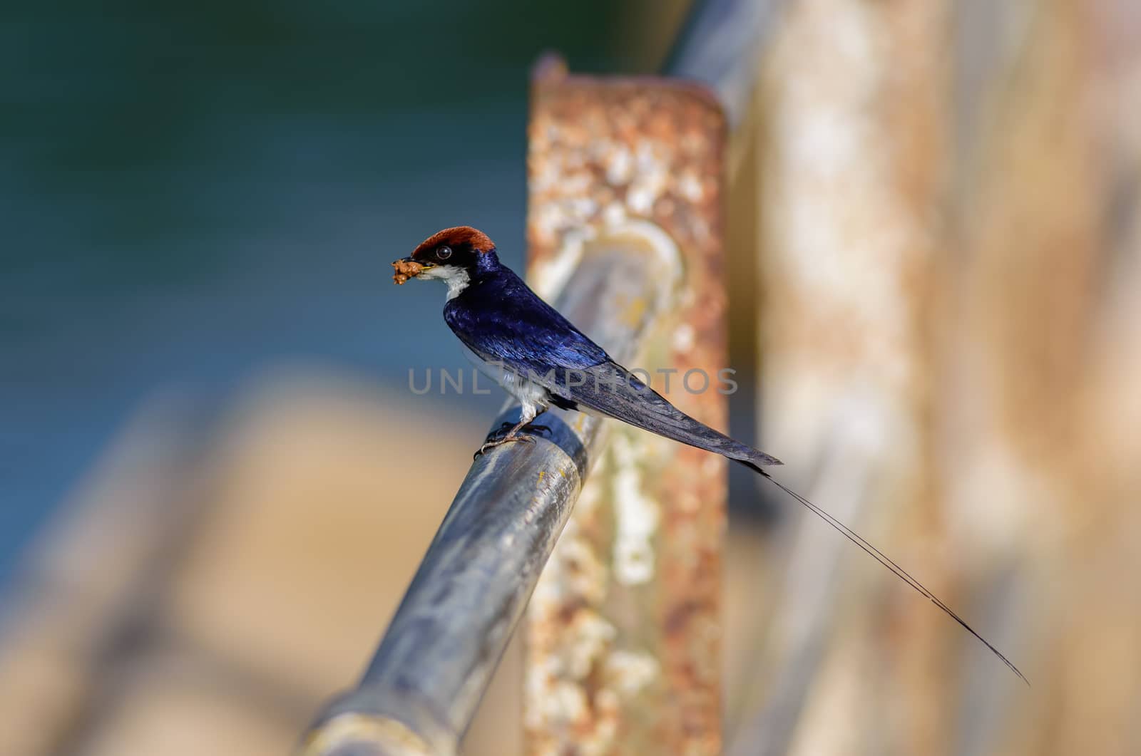 Small bird, Wire-tailed Swallow, Hirundo smithii, perched, copy space