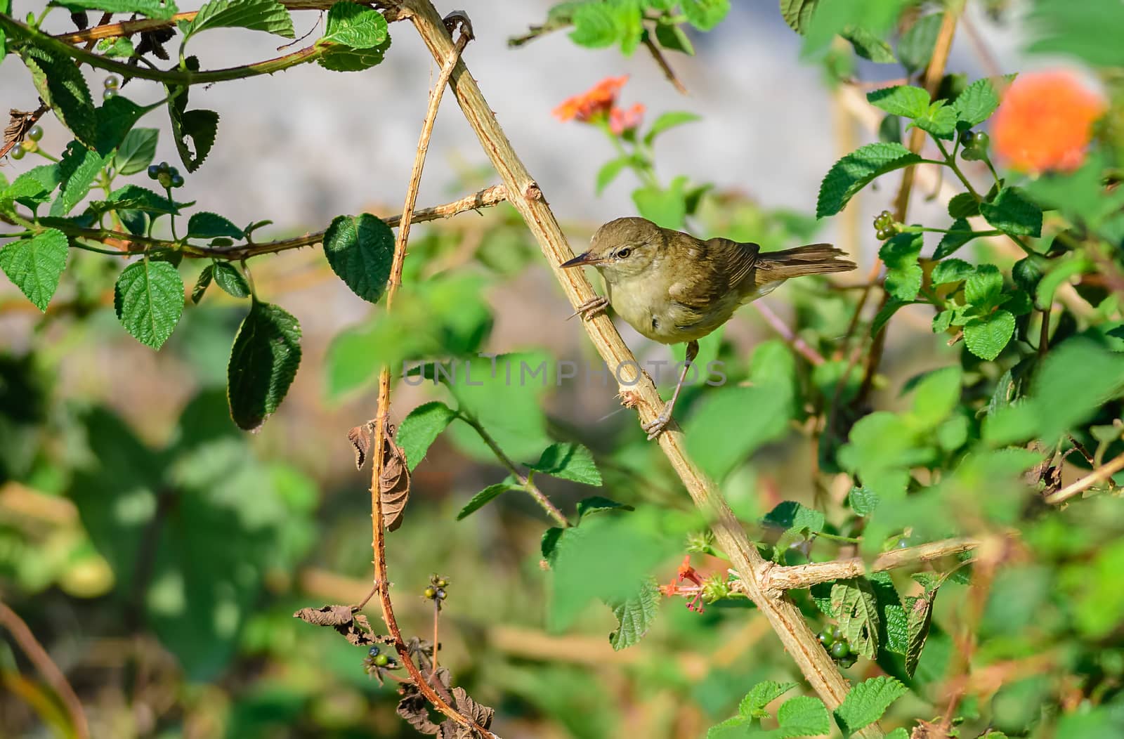 Small bird, Blyth's Reed Warbler, Acrocephalus dumetorum, perched in a bush, copy space