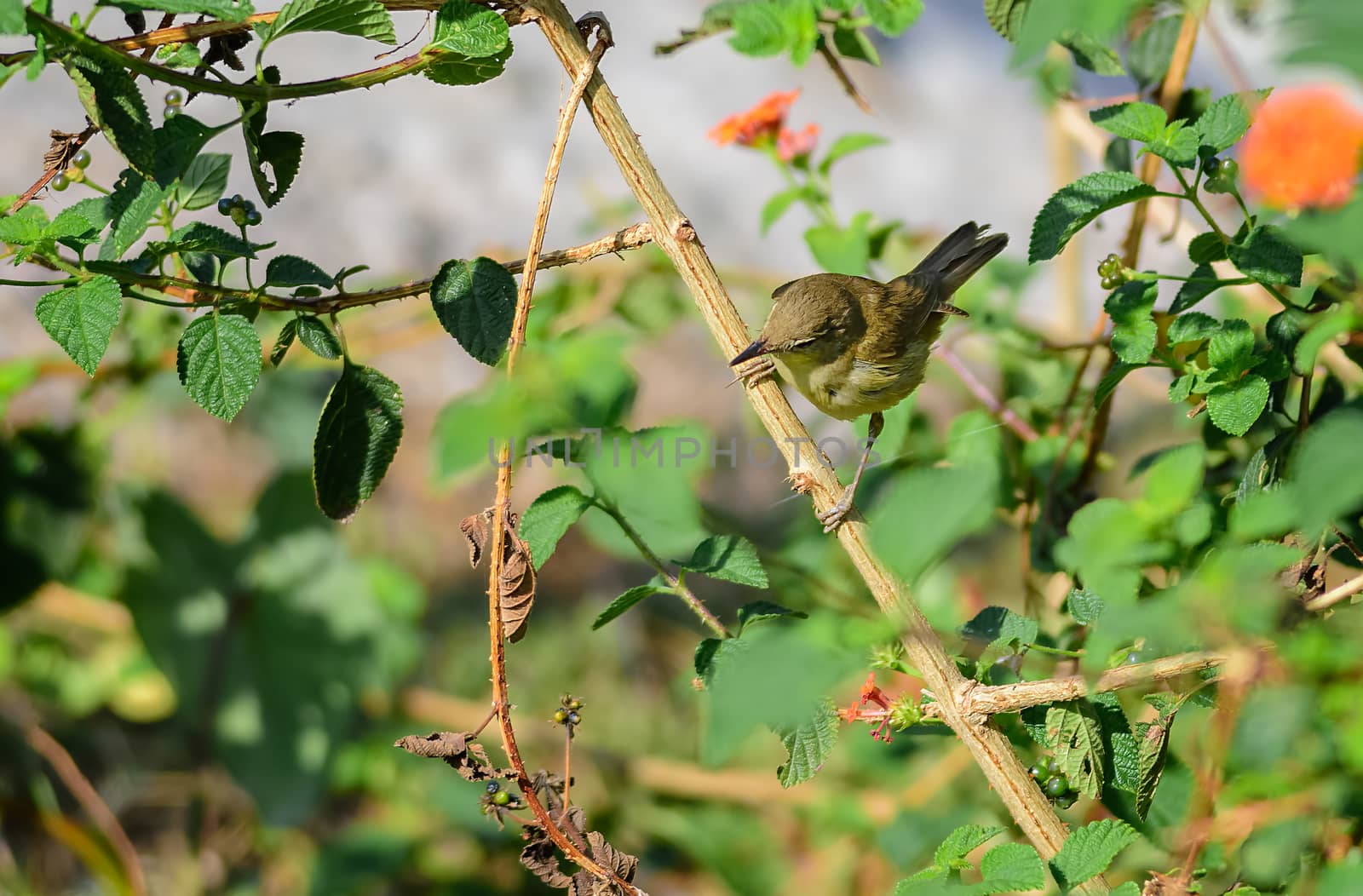 Small bird, Blyth's Reed Warbler, Acrocephalus dumetorum, perched in a bush, copy space