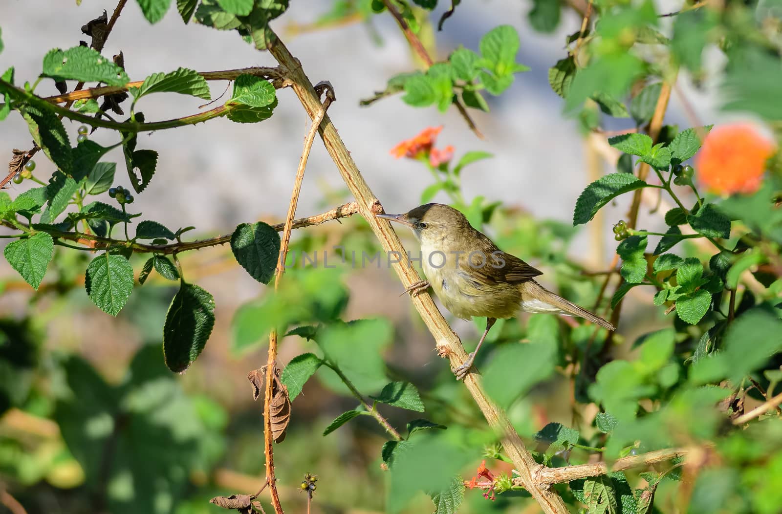 Small bird, Blyth's Reed Warbler, Acrocephalus dumetorum, perched in a bush, copy space