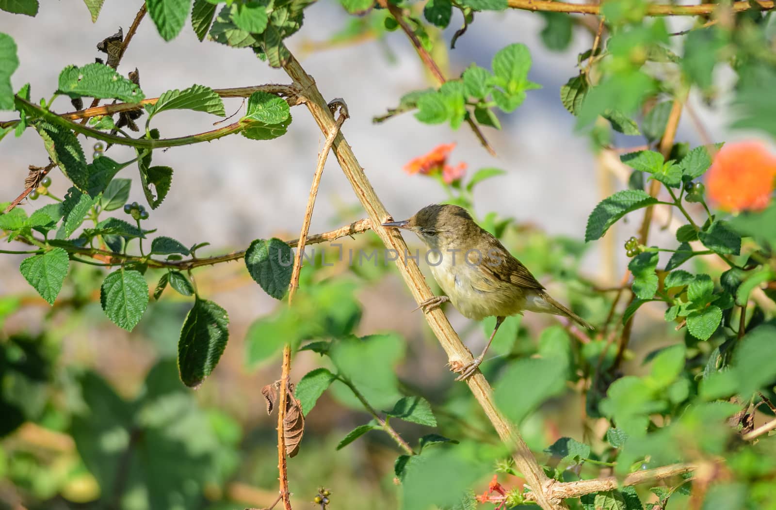 Small bird, Blyth's Reed Warbler, Acrocephalus dumetorum, perched in a bush, copy space
