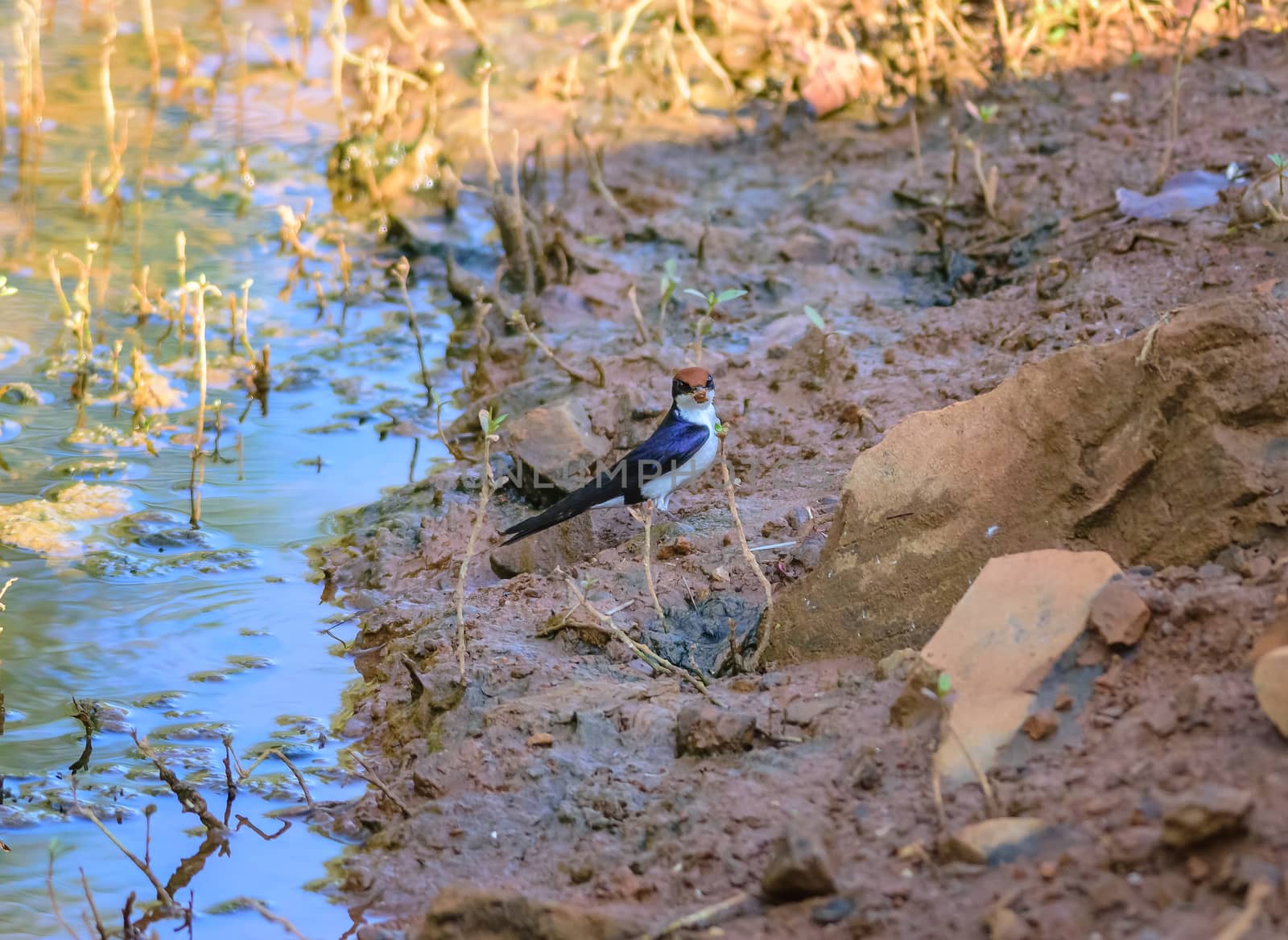 Small bird, Wire-tailed Swallow, Hirundo smithii, perched, copy space