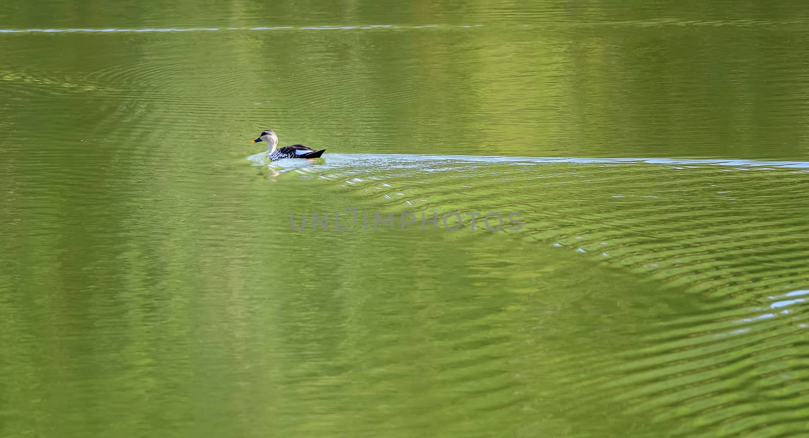 Indian Spot-billed Duck, Anas Poecilorhyncha, at Hirekolale Lake of Karnataka