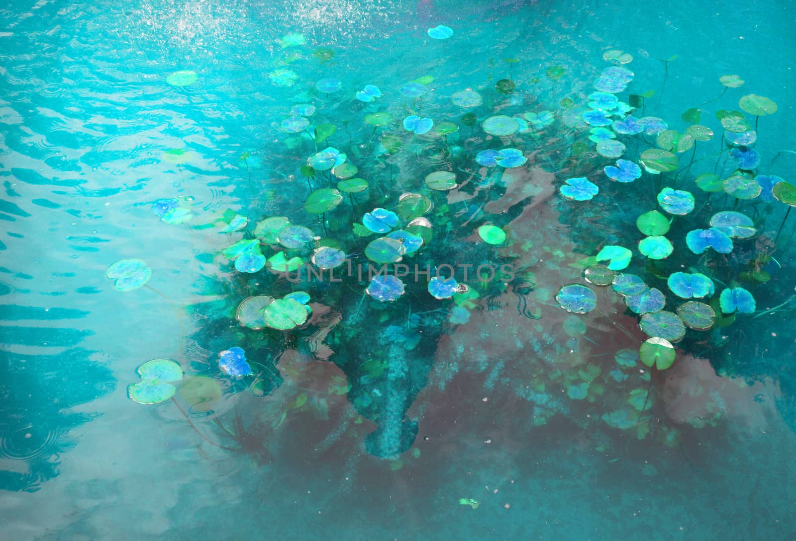 Beautiful pond with water Lily plant, turquoise toned background with glow effect, fantasy, fabulous, copy space.