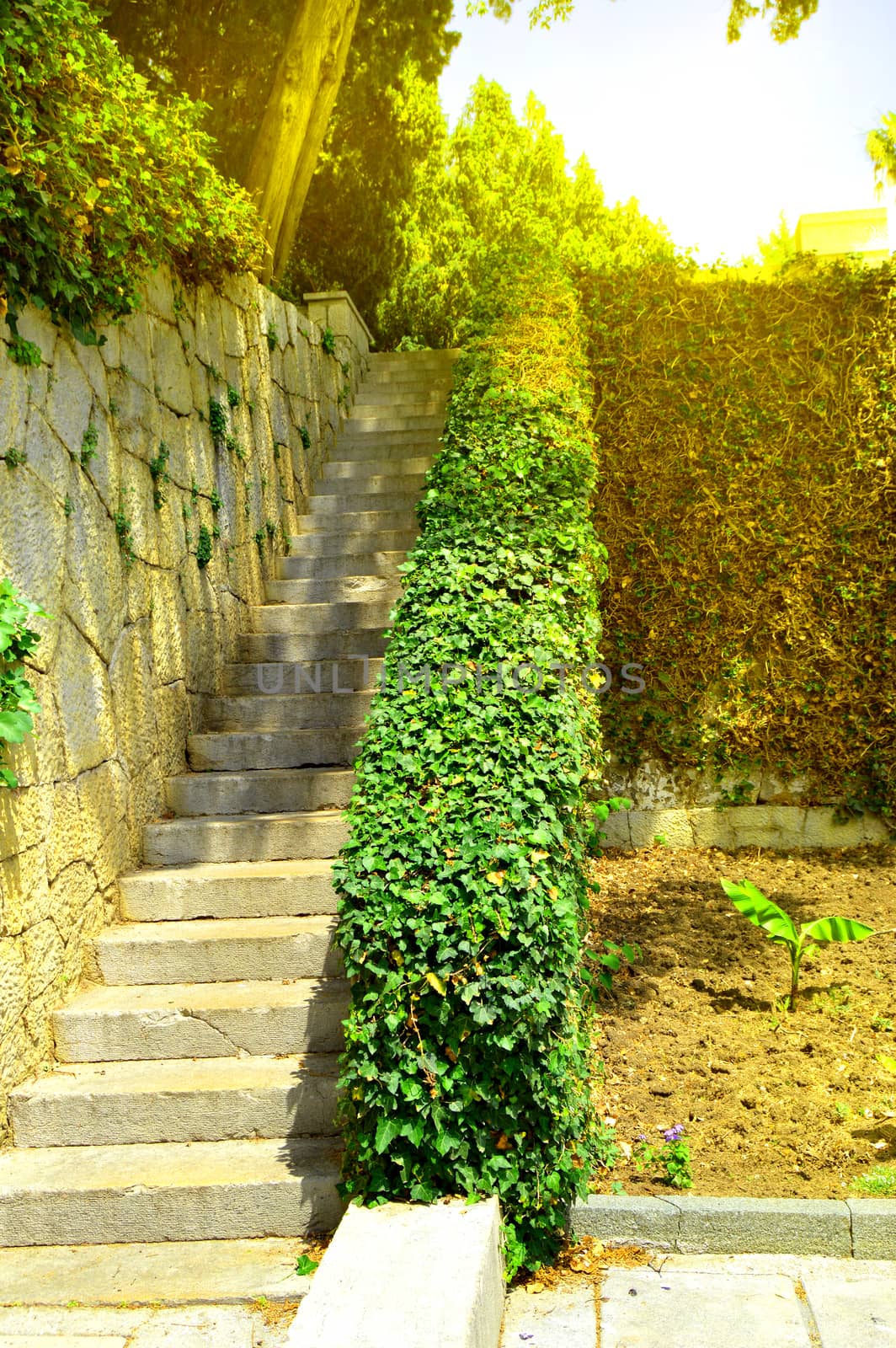 Beautiful stone staircase, steps leading up among the plants and trees in the Park.