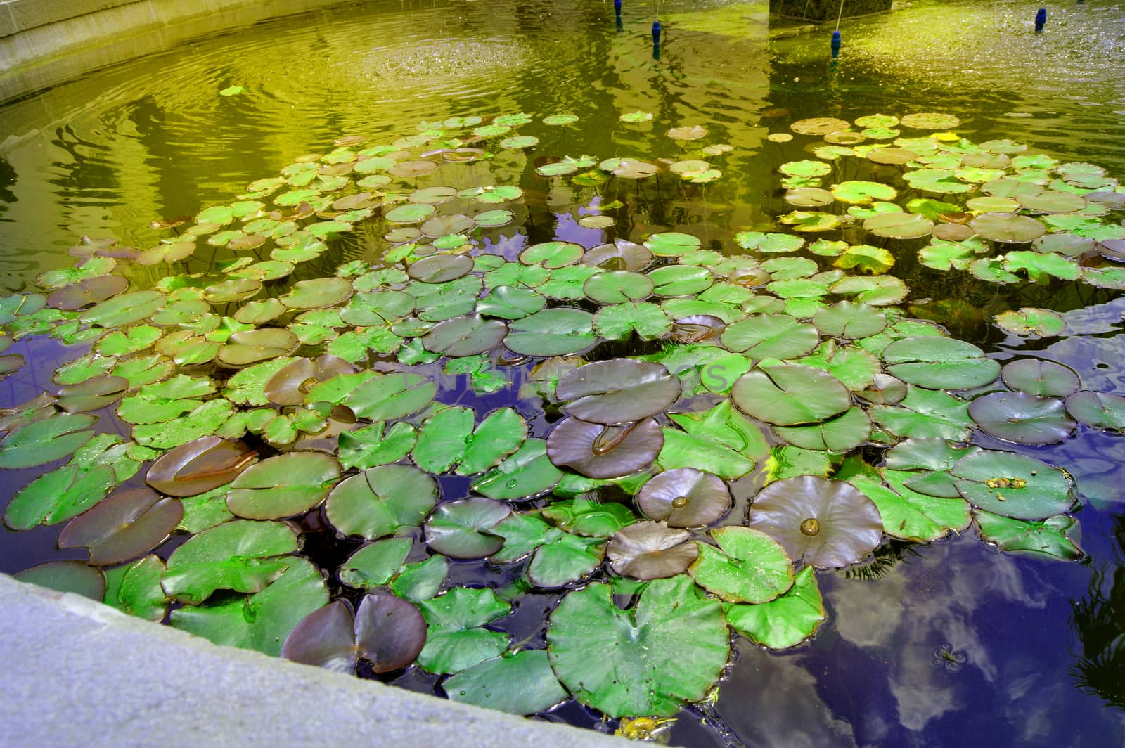 Beautiful pond with water Lily plant, background.