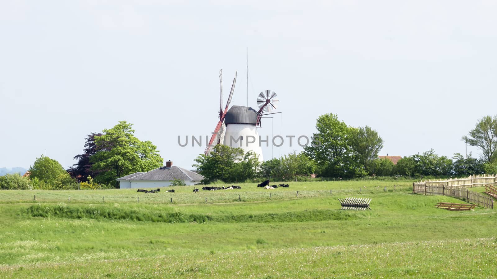 Windmill and barn in green fields of dybbol molle in sonderborg denmark horizontal panoramic