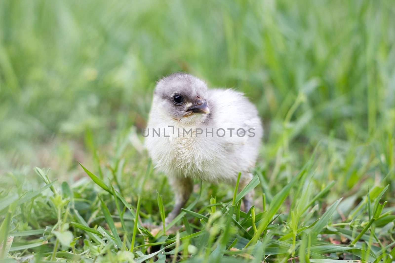 little gray chicken on green grass. Spring season. Chicken breeding.