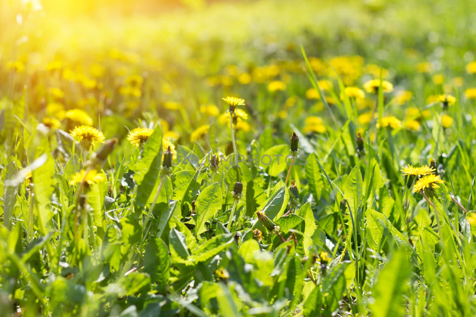 Field of yellow dandelions close-up. Yellow wildflowers. Seasona by kasynets_olena