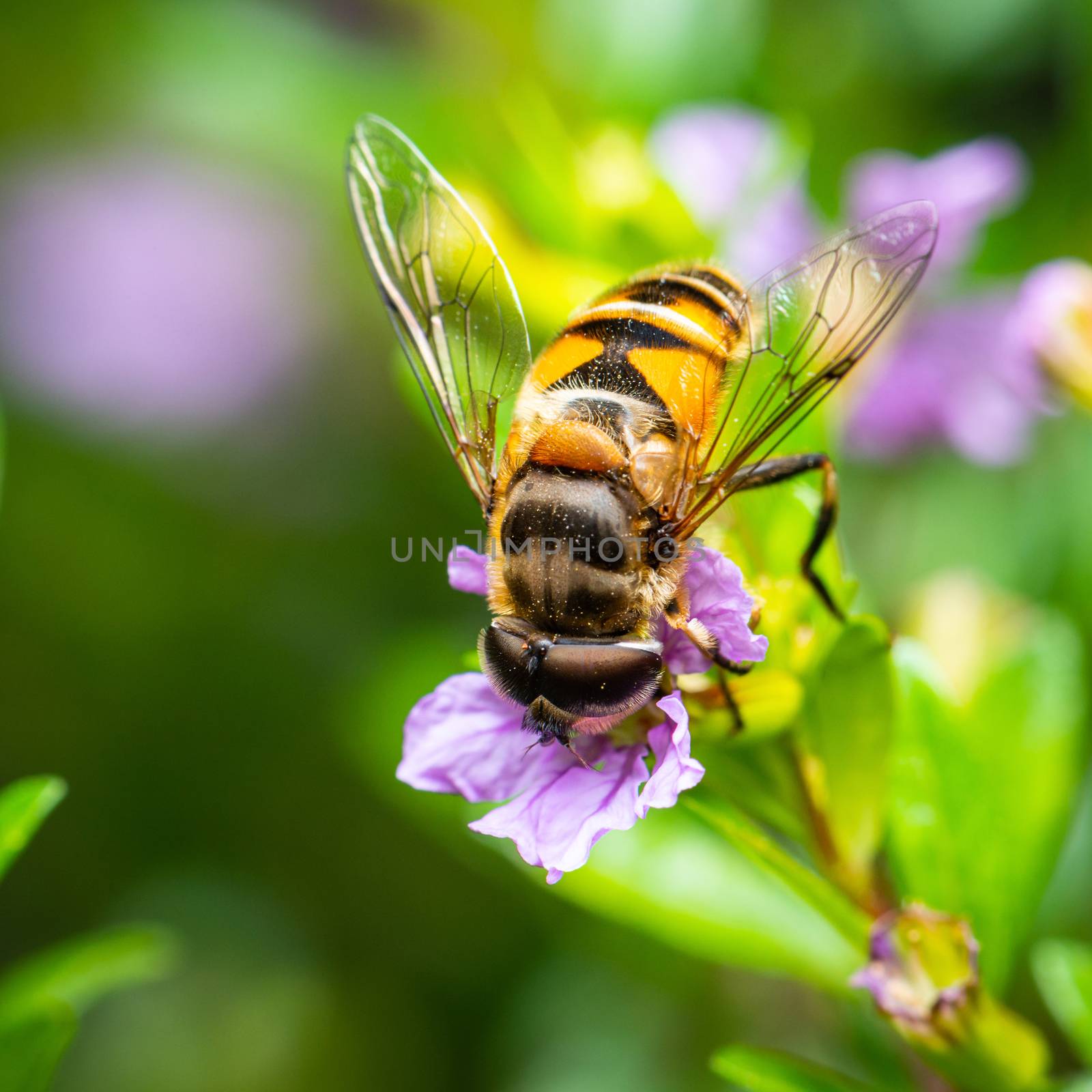 Bee eating pollen by dutourdumonde