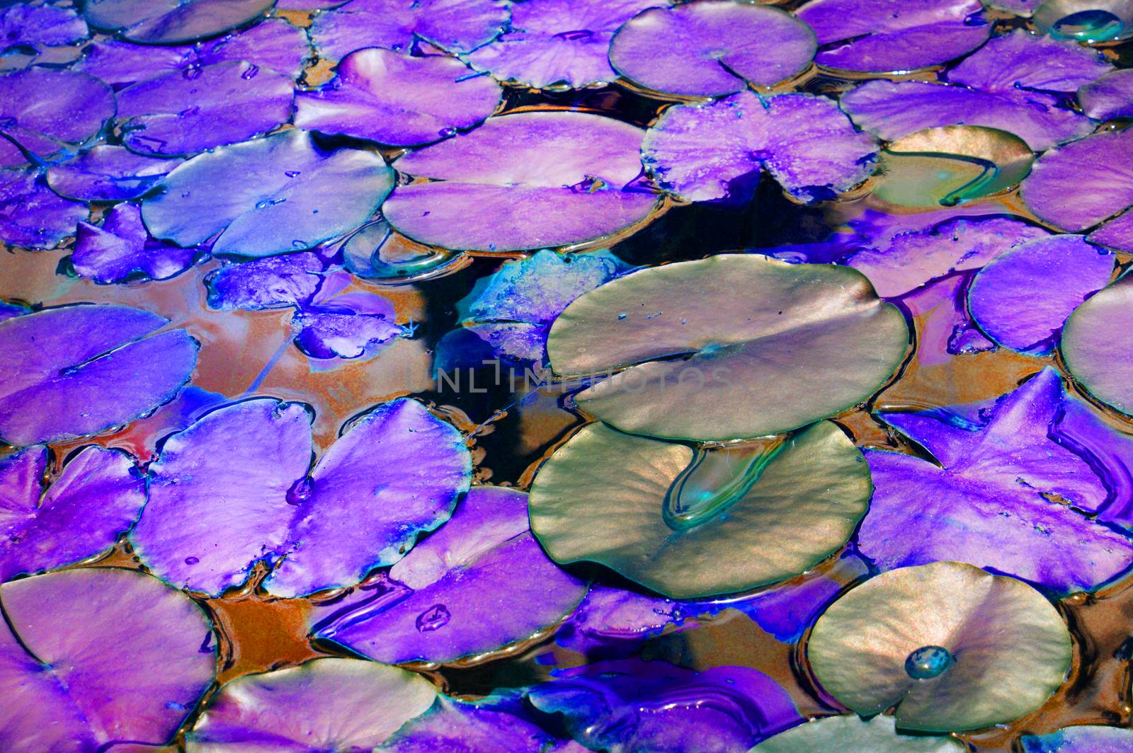 Beautiful pond with water Lily plant, lilac and purple tinted background with neon glow effect, fantasy, fabulous, copy space.