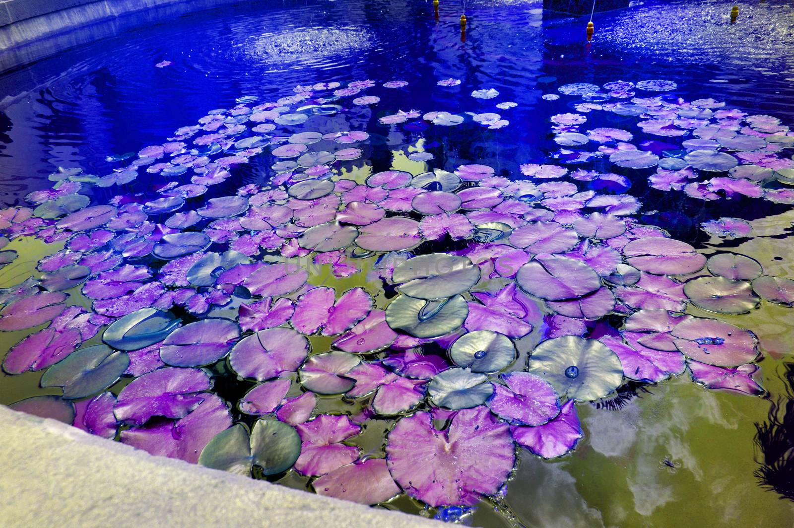 Beautiful pond with water Lily plant, lilac and purple tinted background with neon glow effect, fantasy, fabulous, copy space.