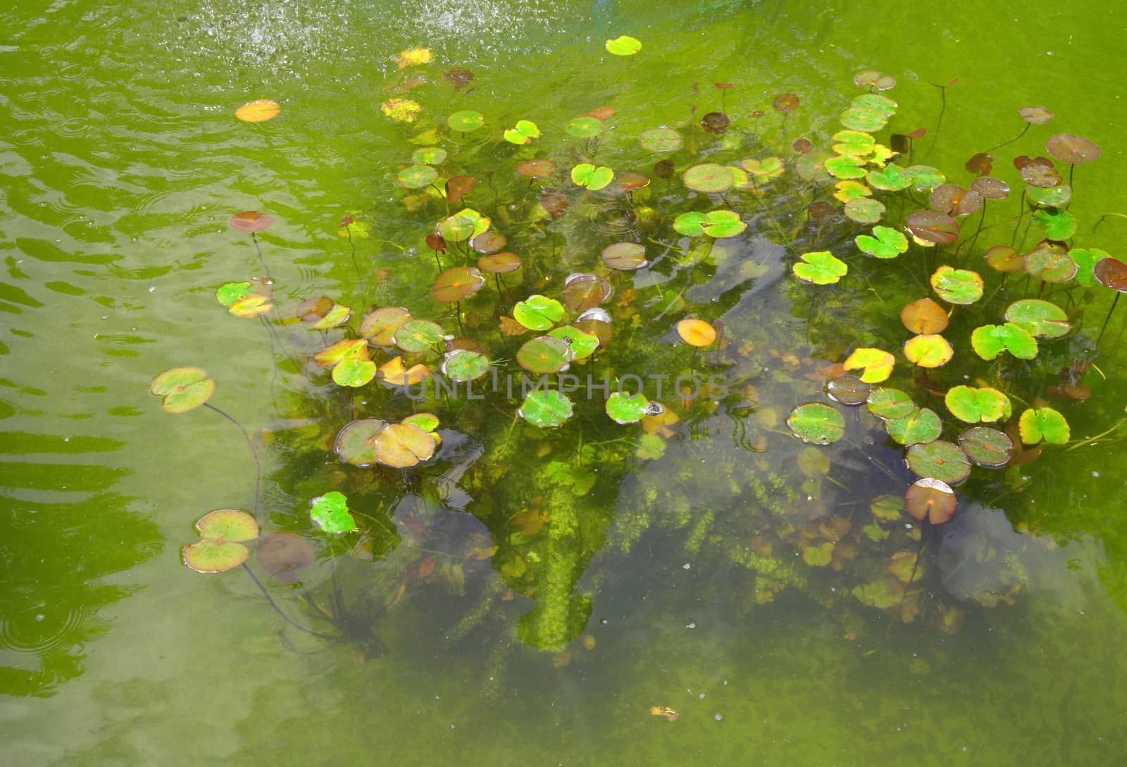 Beautiful pond with water Lily plant, background.