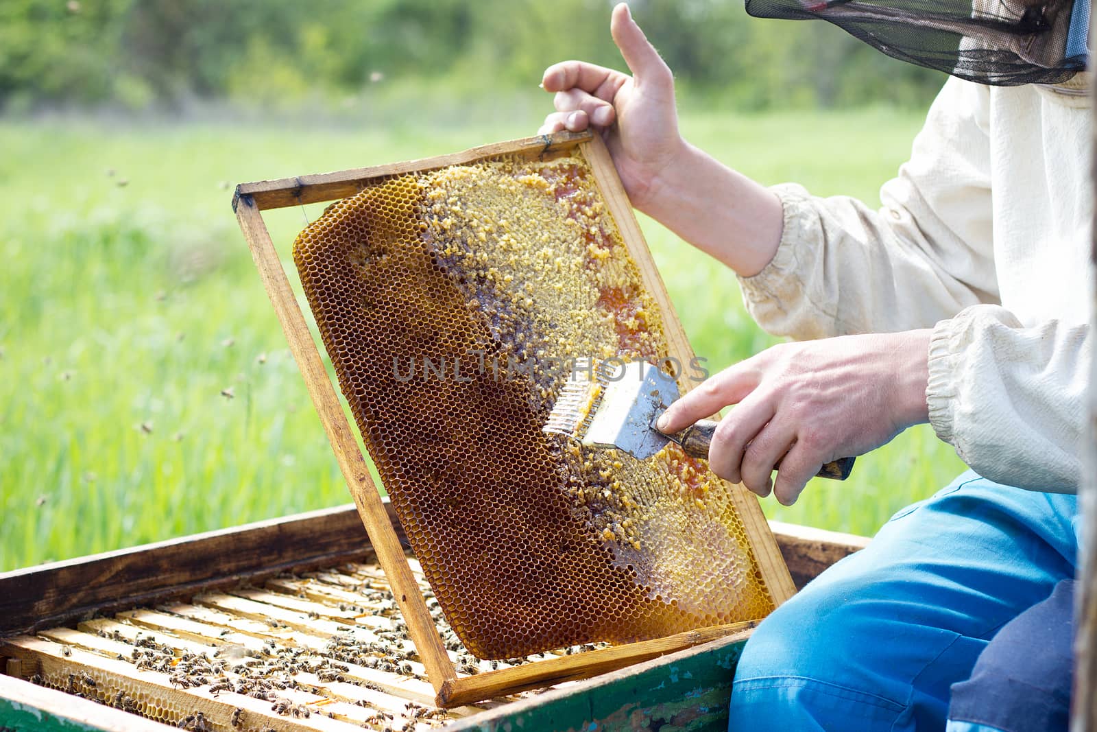 beekeeper cleans honey frames. A man works at the apiary in the summer. Bee breeding