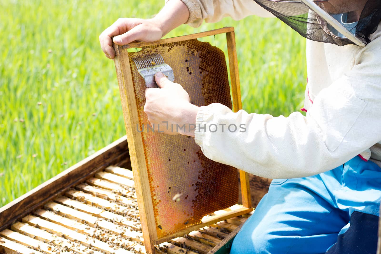 beekeeper cleans honey frames. A man works at the apiary in the  by kasynets_olena