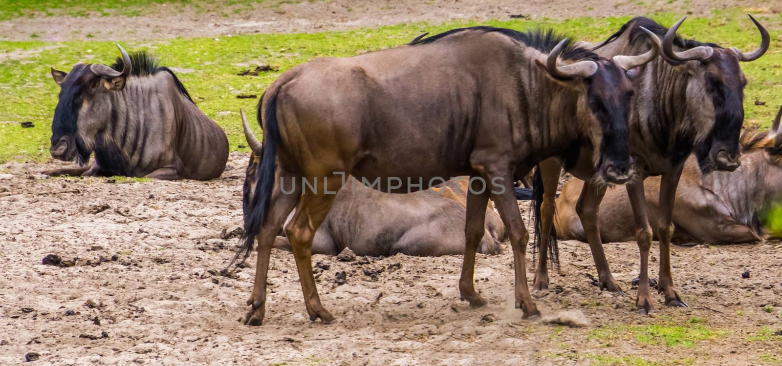 portrait of two brindled gnus standing together, popular safari animals, tropical antelopes from Africa