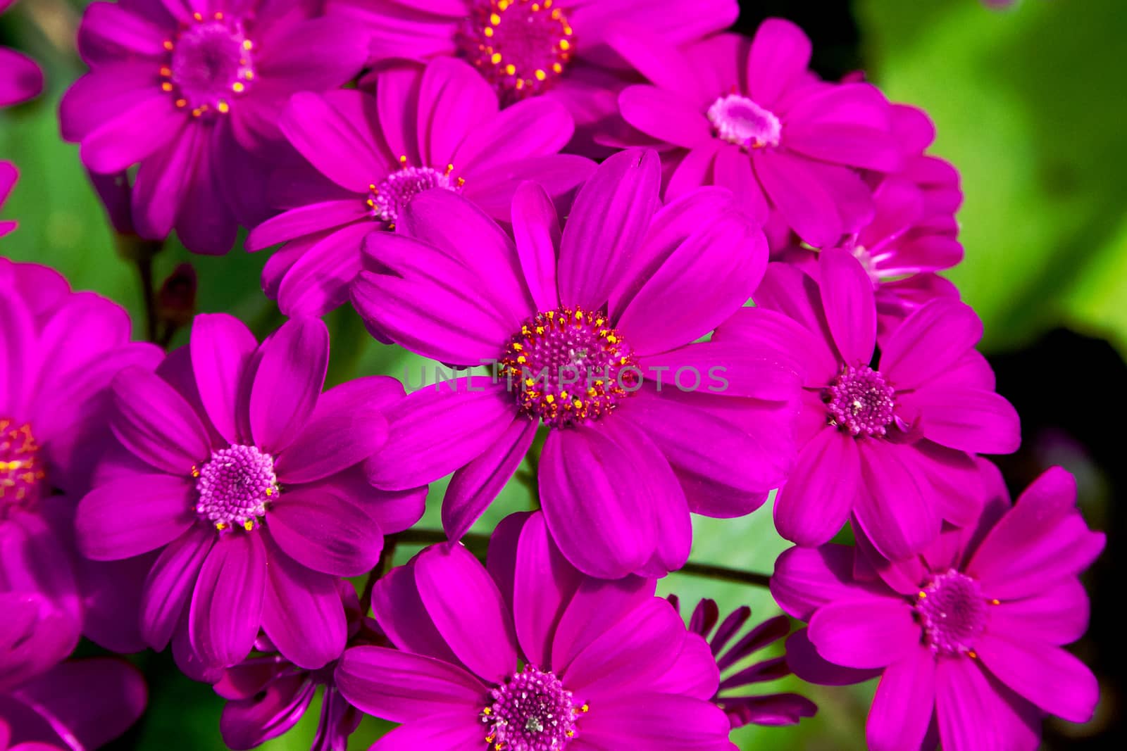 Bunch of beautiful purple cineraria flowers close up by Anelik
