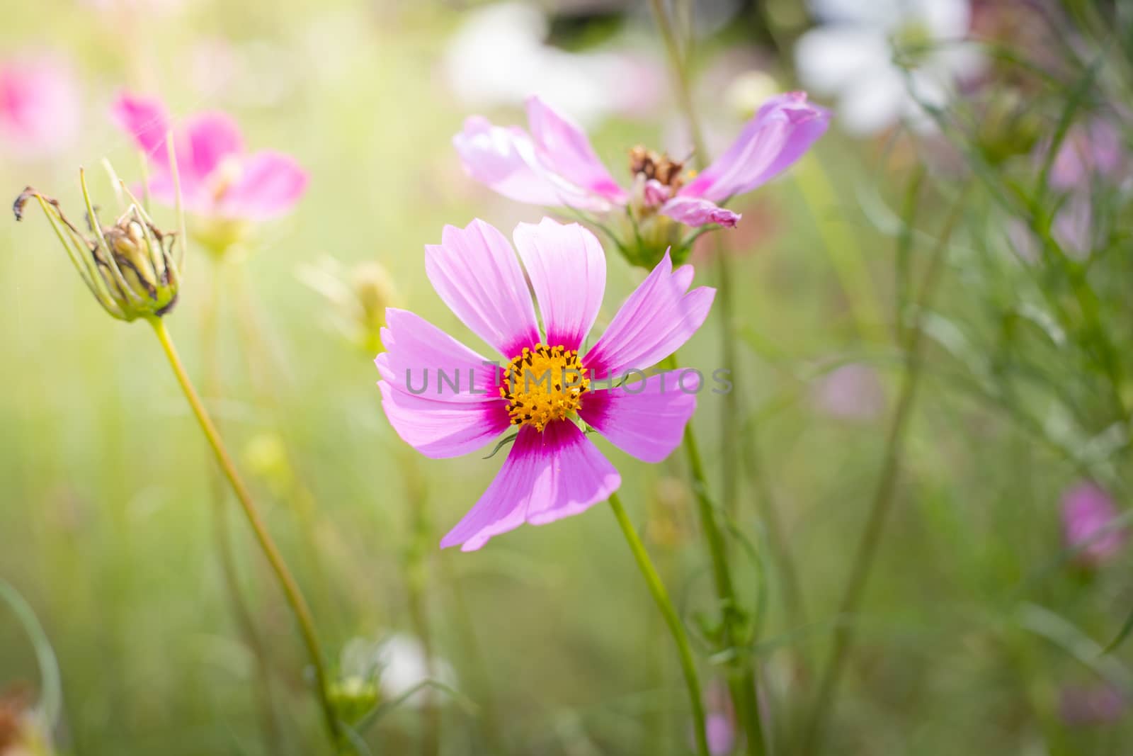 The background image of the colorful flowers, background nature