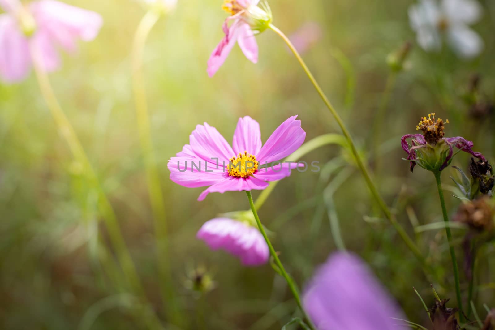 The background image of the colorful flowers, background nature