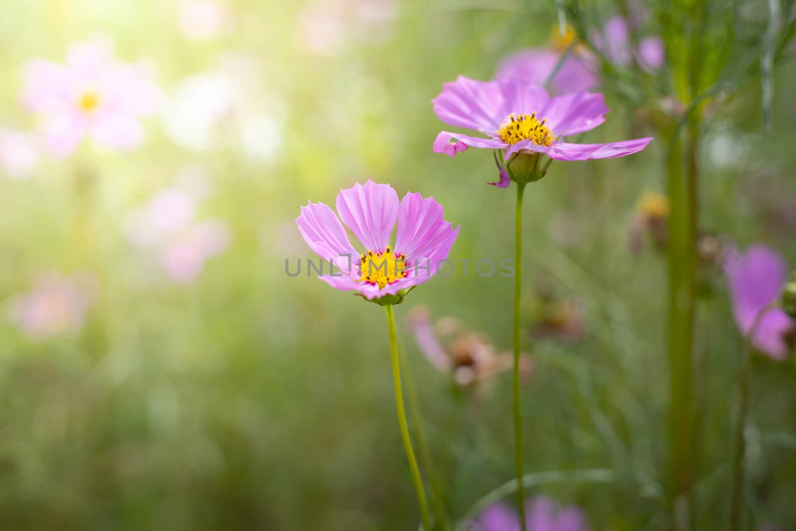 The background image of the colorful flowers, background nature