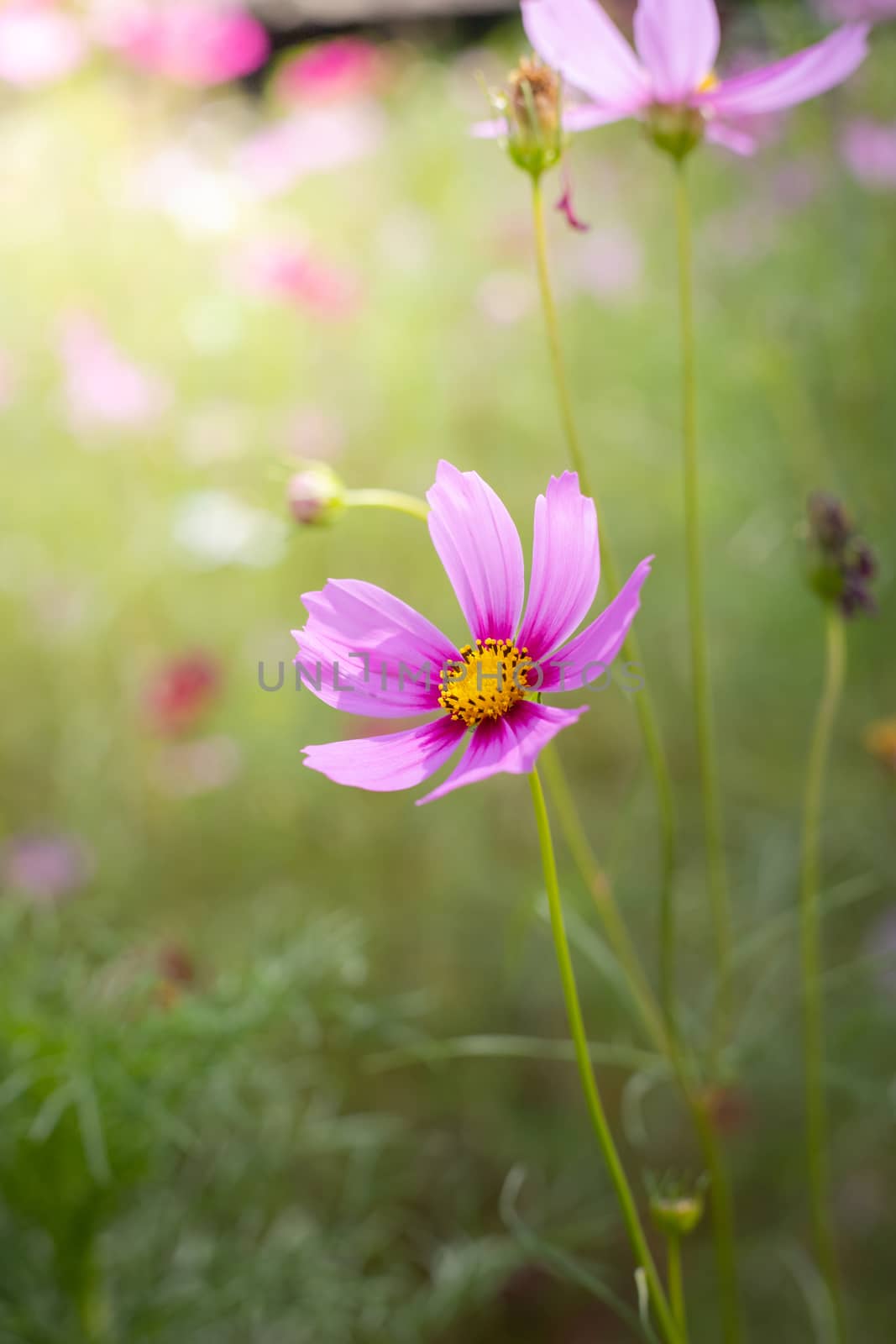 The background image of the colorful flowers, background nature