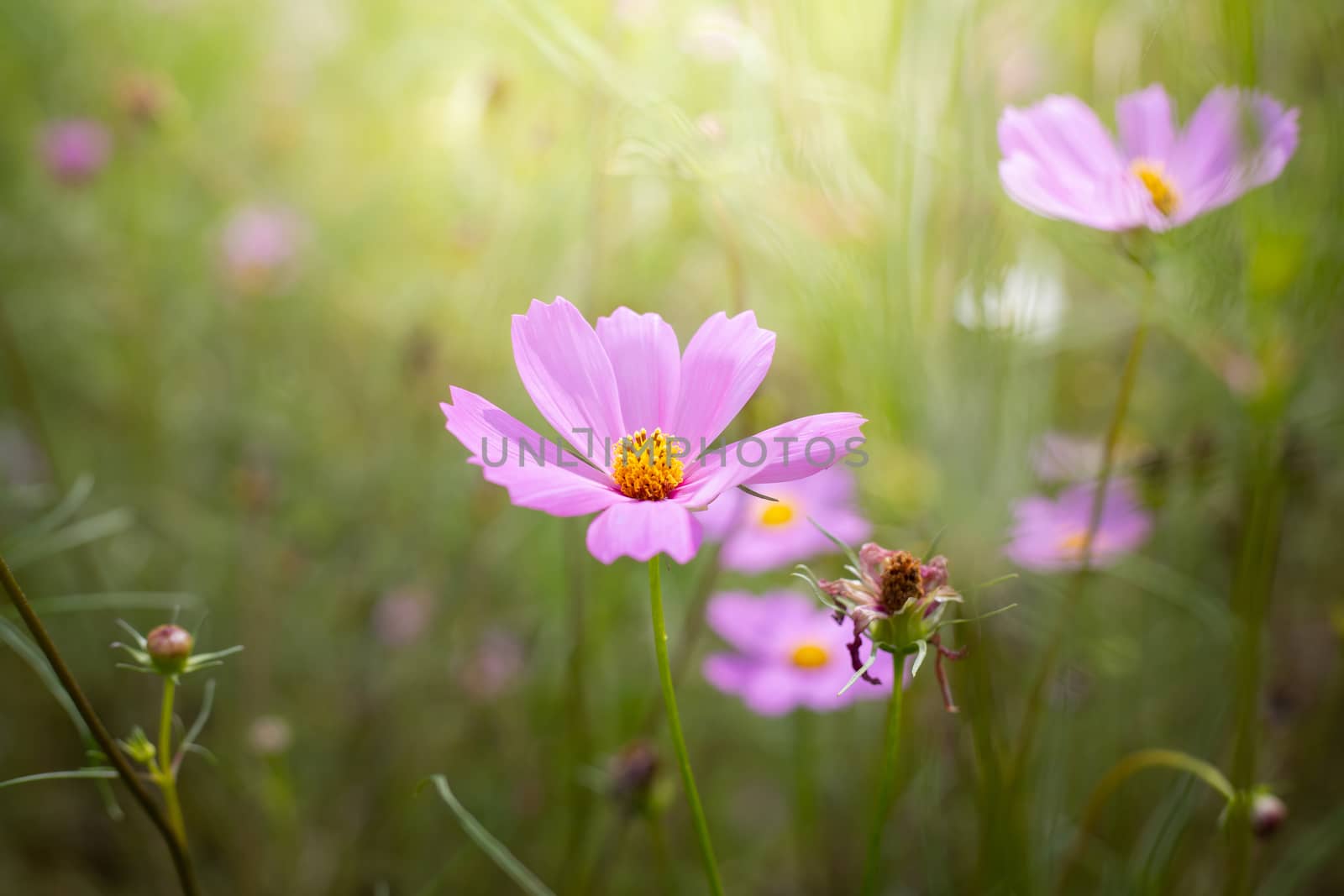 The background image of the colorful flowers, background nature