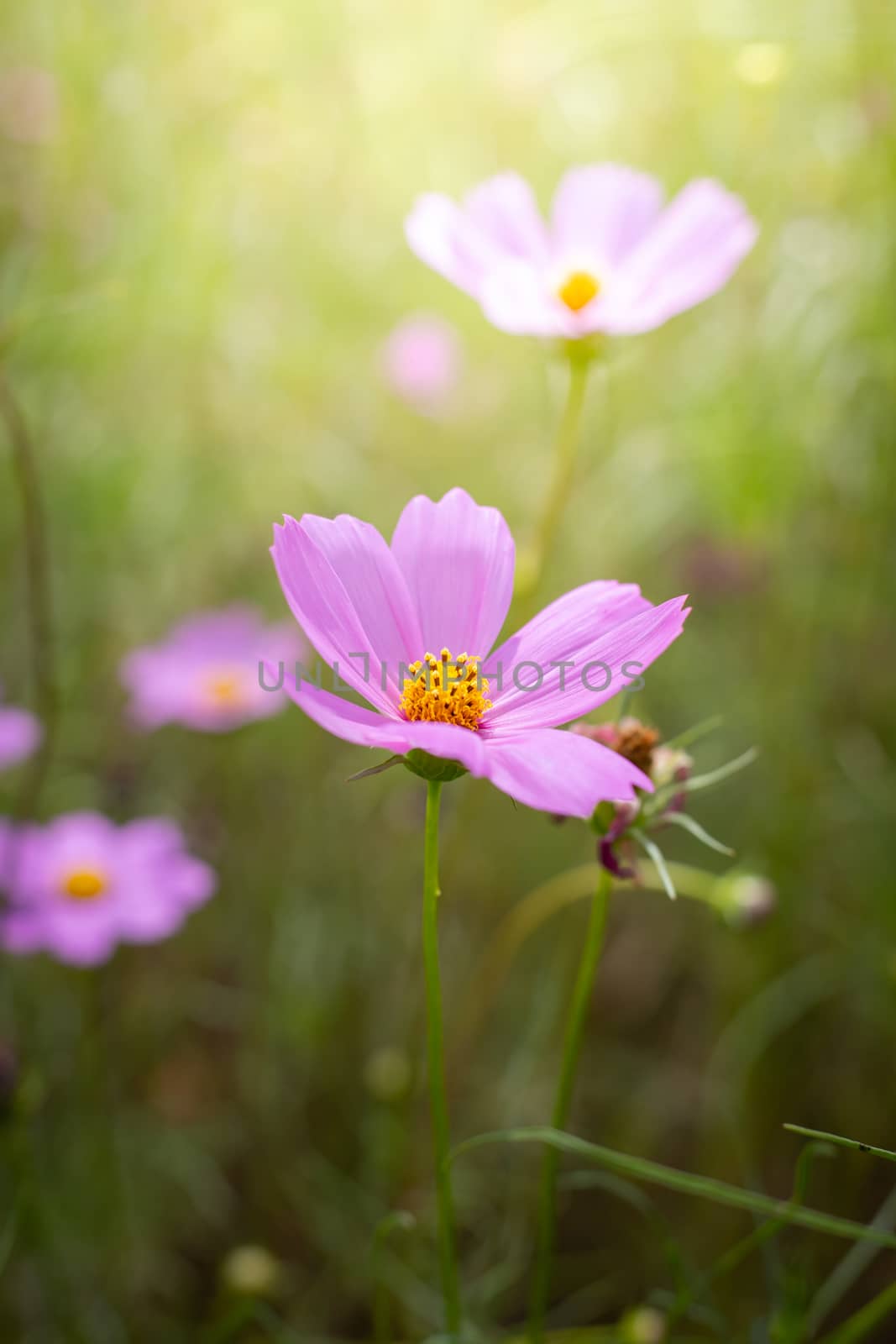 The background image of the colorful flowers, background nature