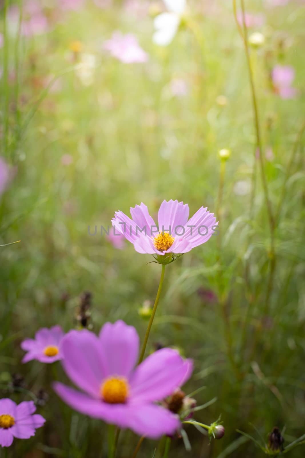 The background image of the colorful flowers, background nature