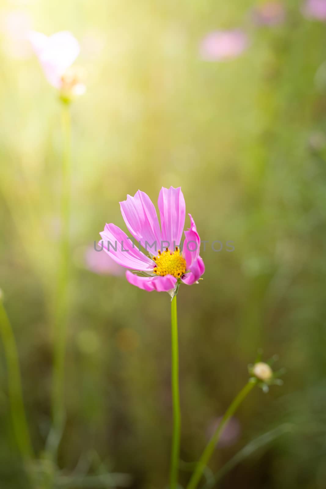 The background image of the colorful flowers, background nature