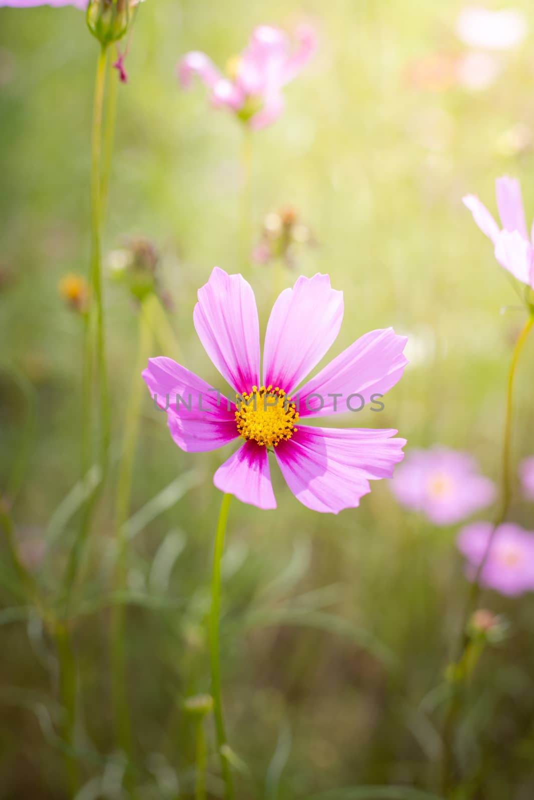 The background image of the colorful flowers, background nature