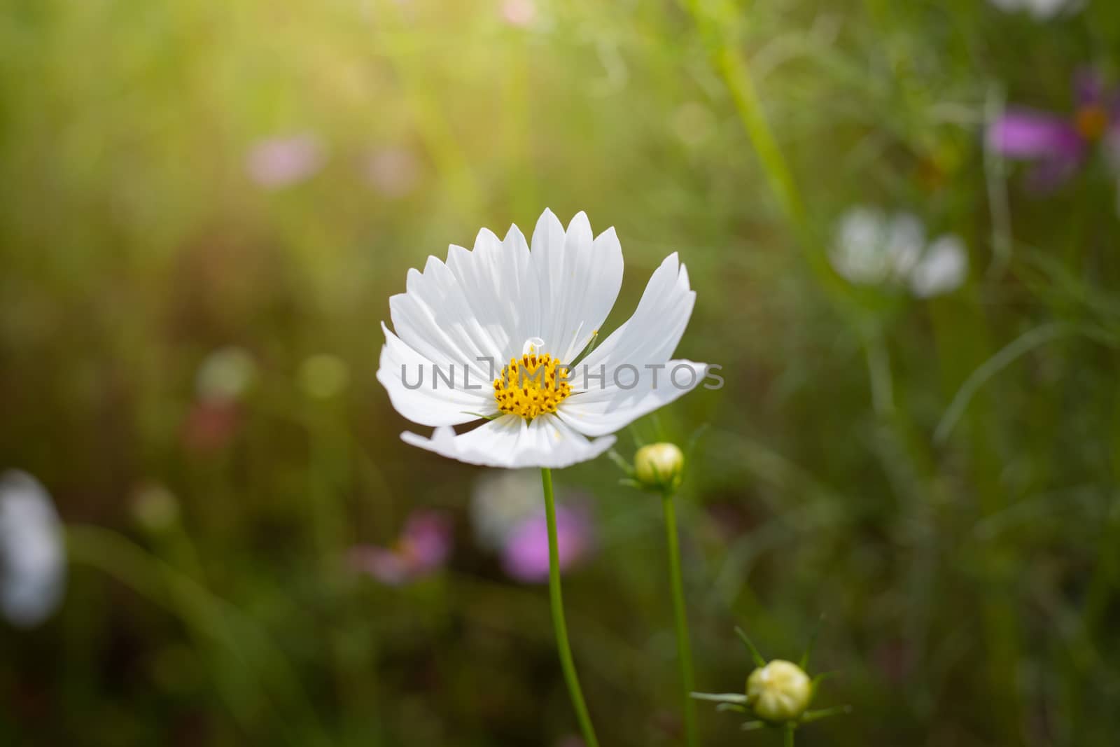 The background image of the colorful flowers, background nature