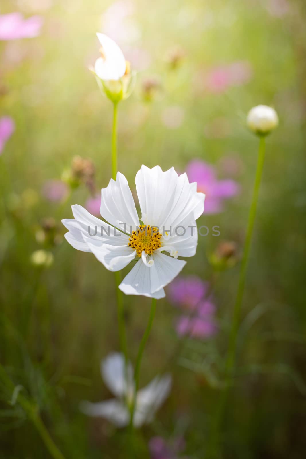 The background image of the colorful flowers, background nature