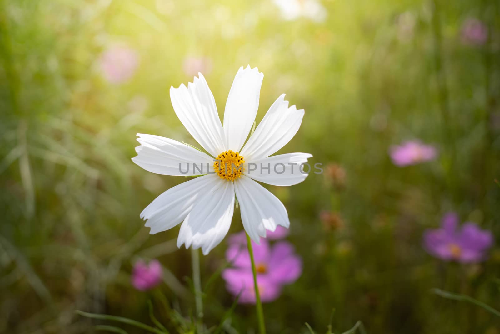 The background image of the colorful flowers, background nature