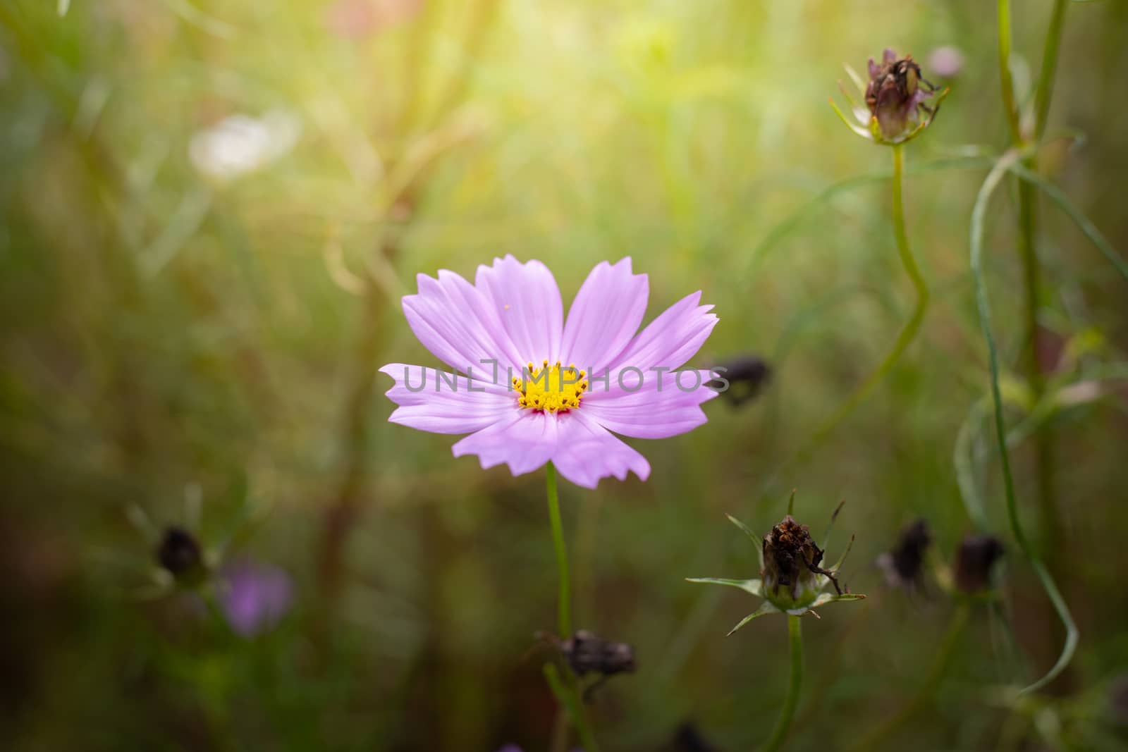 The background image of the colorful flowers, background nature