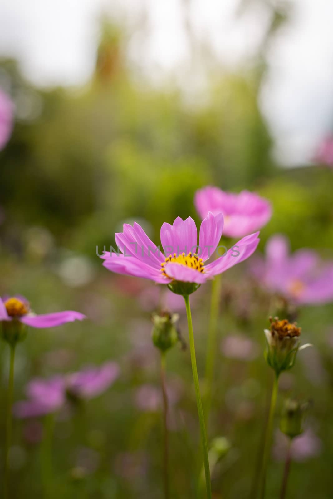 The background image of the colorful flowers, background nature