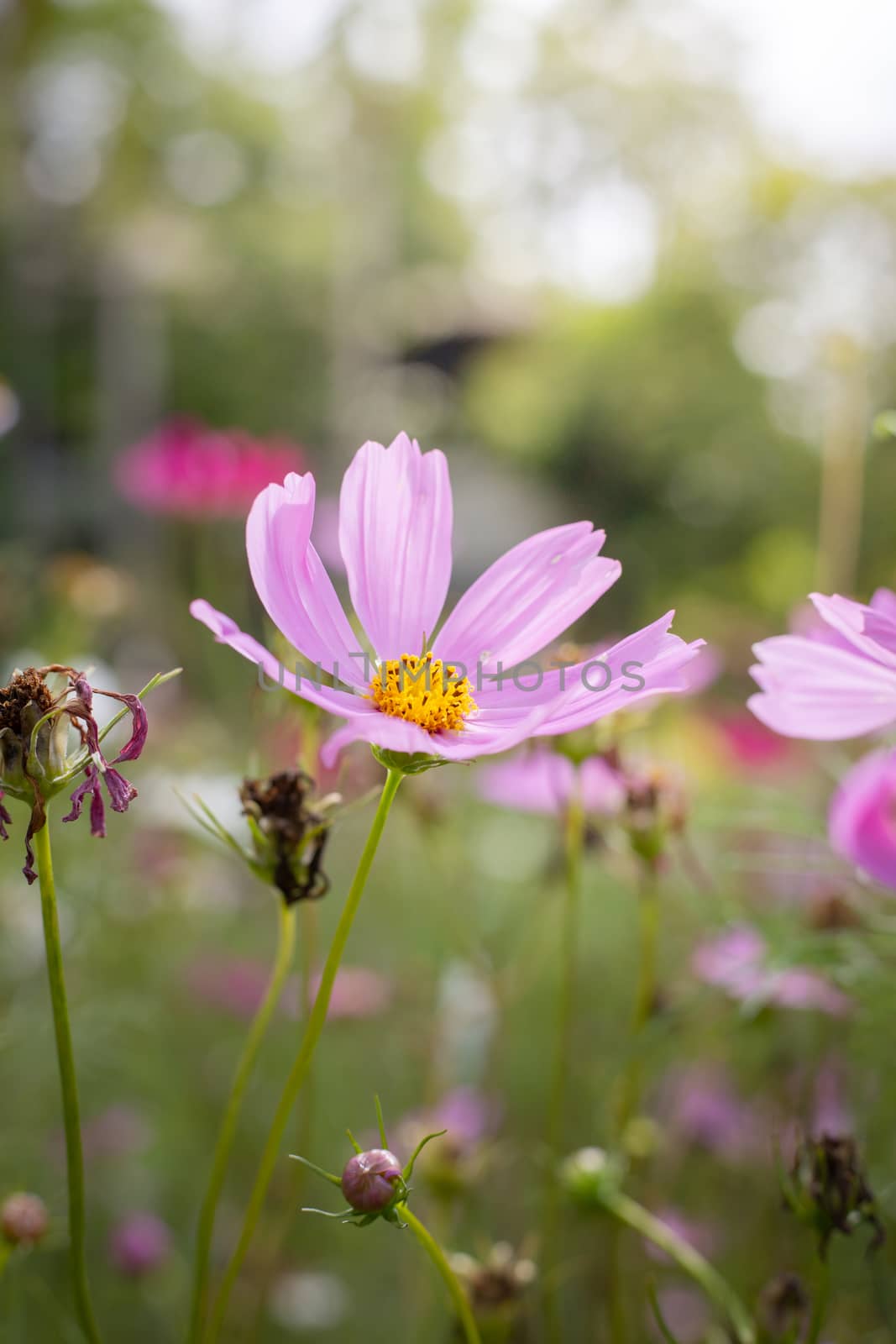 The background image of the colorful flowers, background nature