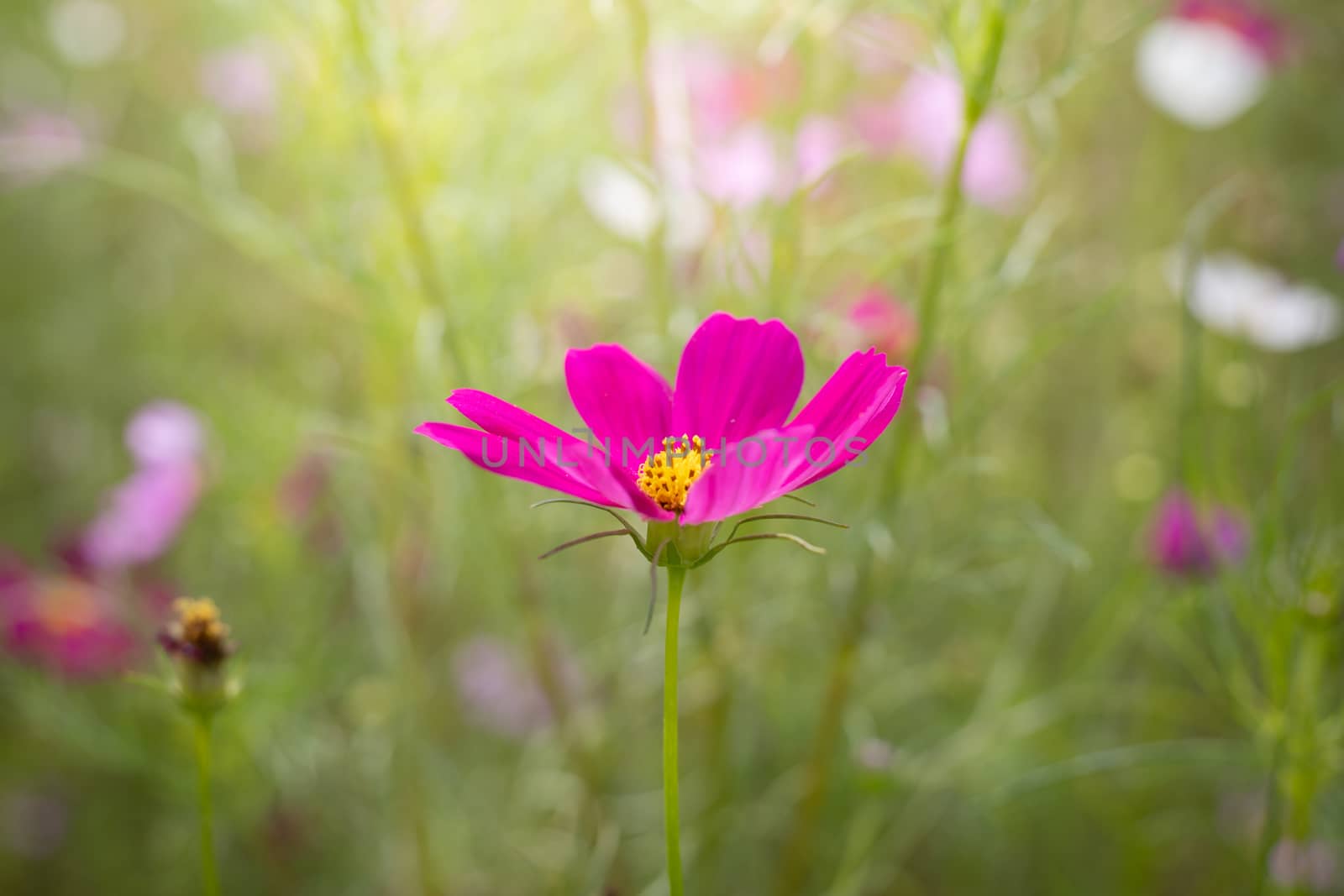 The background image of the colorful flowers, background nature