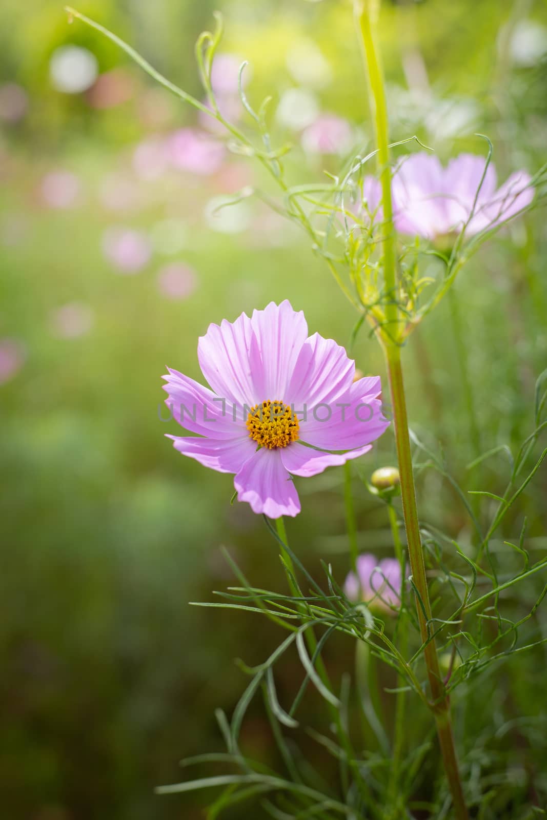The background image of the colorful flowers, background nature