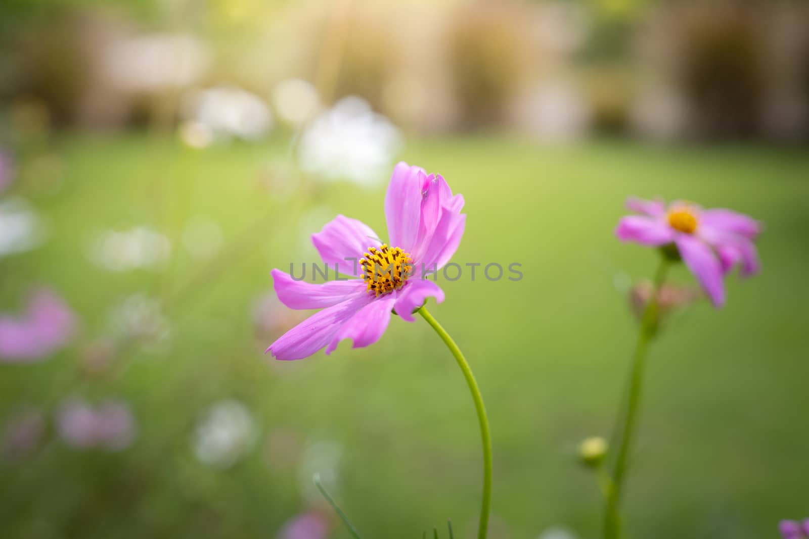 The background image of the colorful flowers, background nature