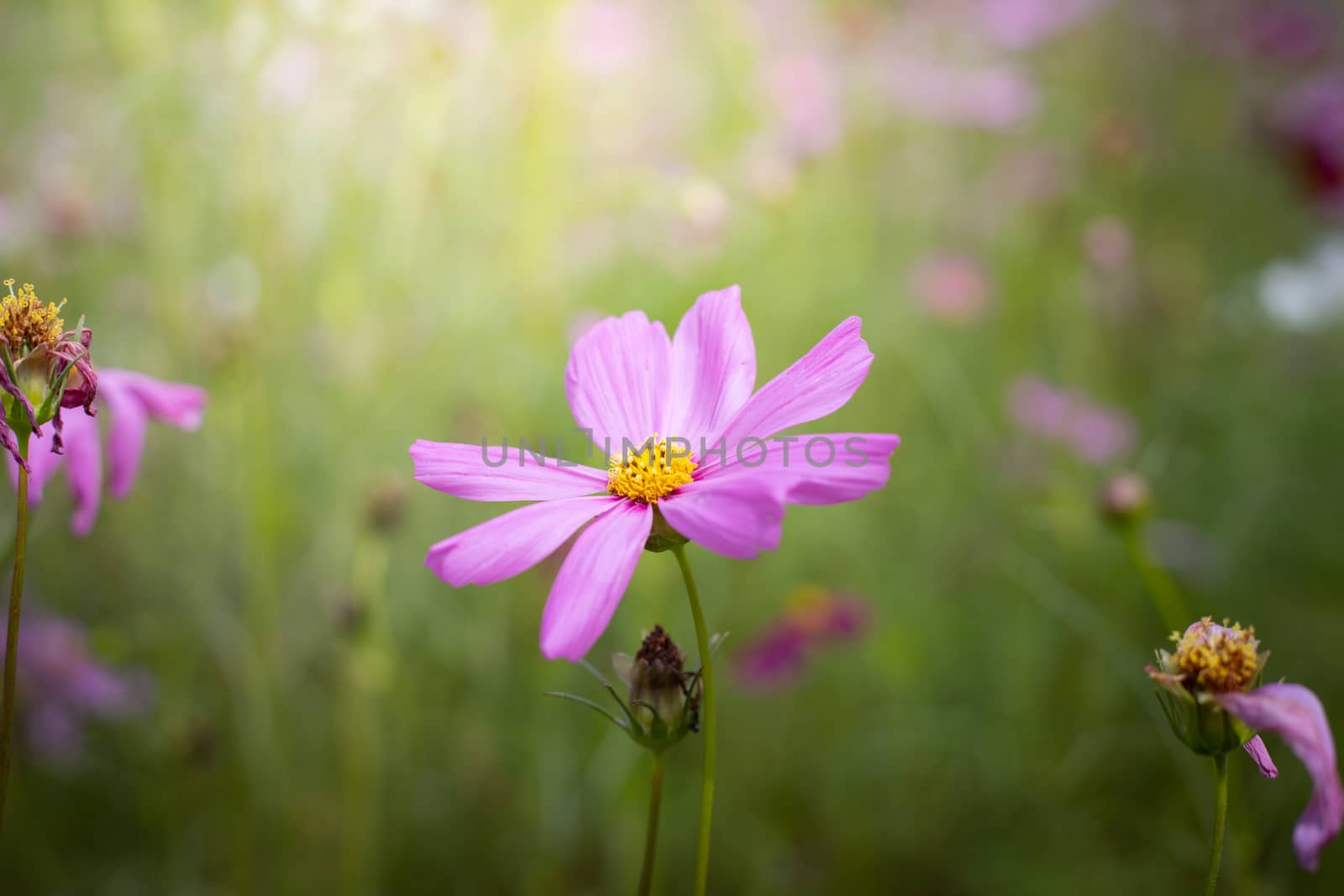 The background image of the colorful flowers, background nature