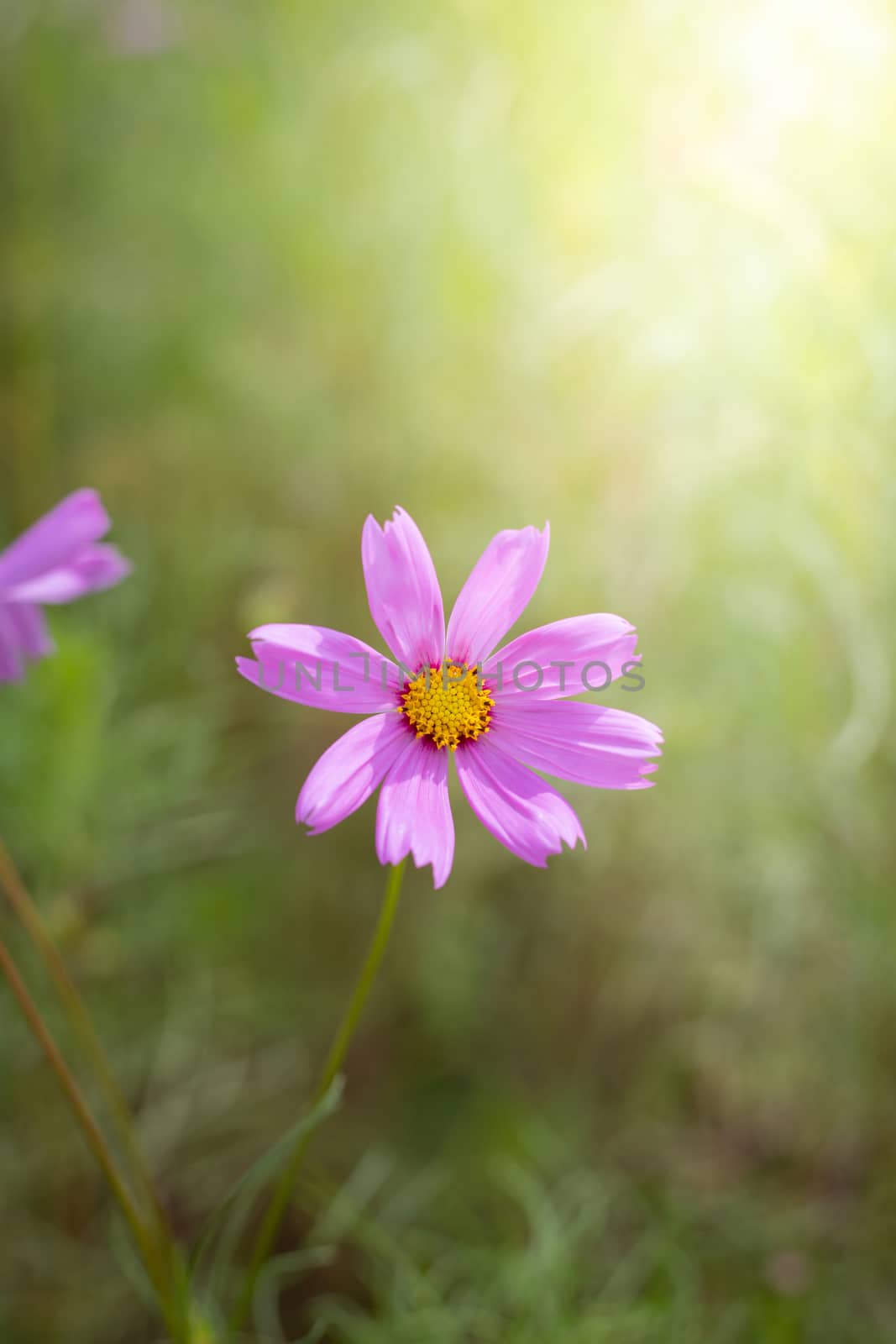 The background image of the colorful flowers, background nature