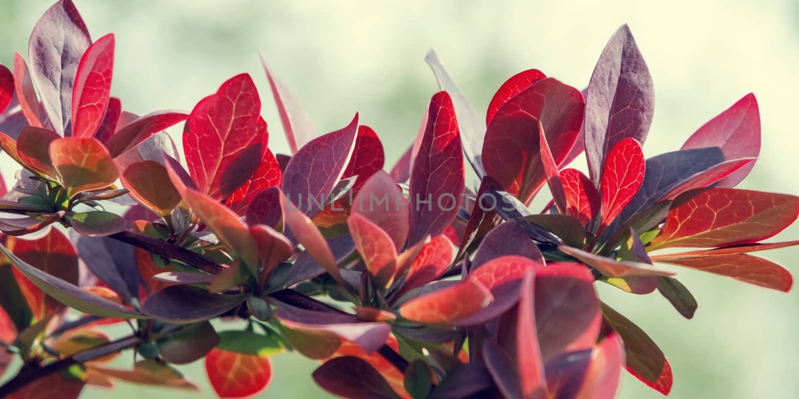 Twig Barberry Thunberg with red leaves close up, horizontal banner, natural plant background.
