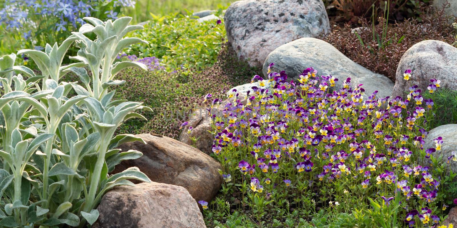 Blooming violets and other flowers in a small rockery in the summer garden.
